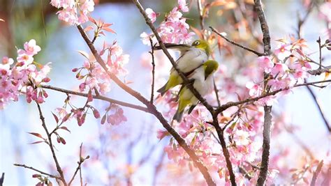 Beautiful Birds Cherry Blossom Pink Stock Footage Video 100 Royalty