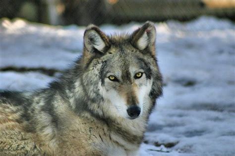Gray Wolf Pictures For Kids