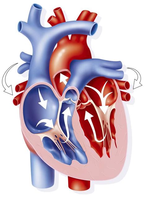 An Image Of A Human Heart