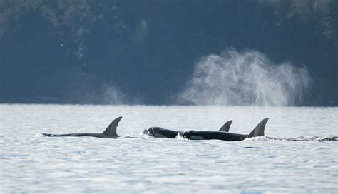 Photos Orcas Humpbacks Come Out To Play In Puget Sound Kcby