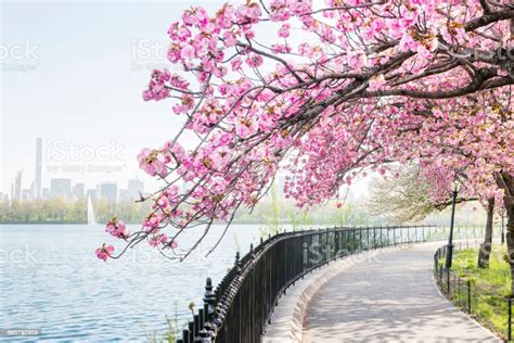 Nyc Cherry Blossom Tree Blooms By Central Park Reservoir Stock Photo