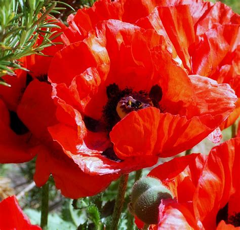 Poppies | A snap left over from the summer. Bright red poppi… | Flickr