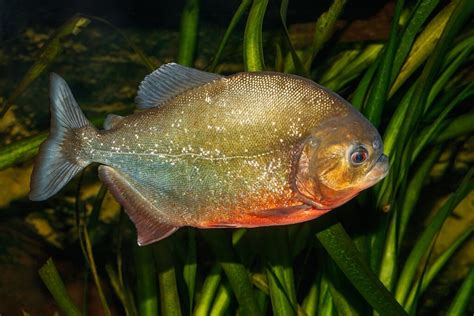 12 Aggressive Freshwater Fish For Your Tank With Pictures