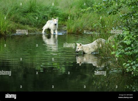 Arctic Wolf Tundra Wolf Canis Lupus Albus Canis Lupus Arctos Wolf