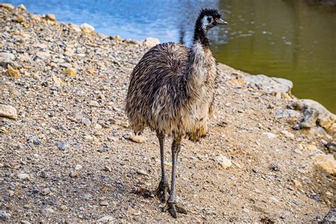 Emu Bird Animal Free Photo On Pixabay Pixabay