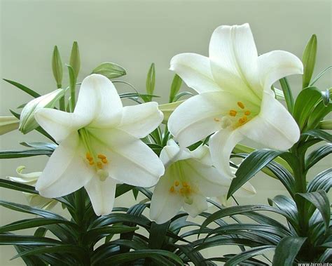 Easter Lilies Easter Lily Easter Lily Care White Lily Flower