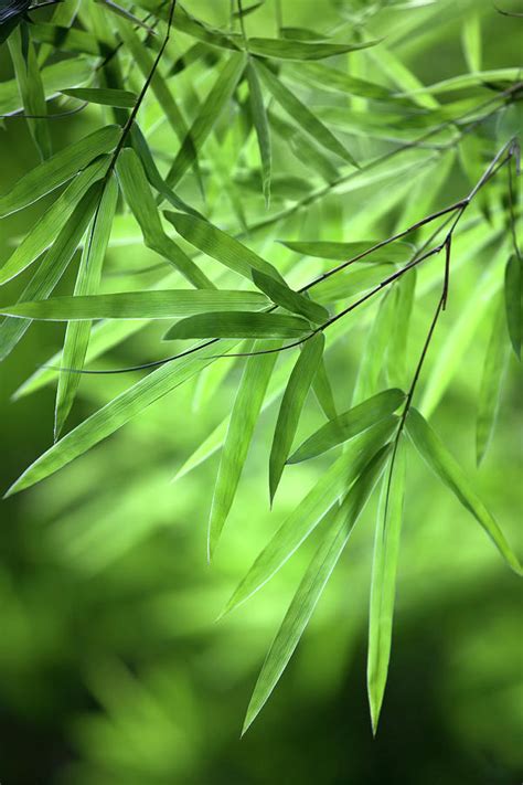 Bamboo Leaf Background By Enviromantic