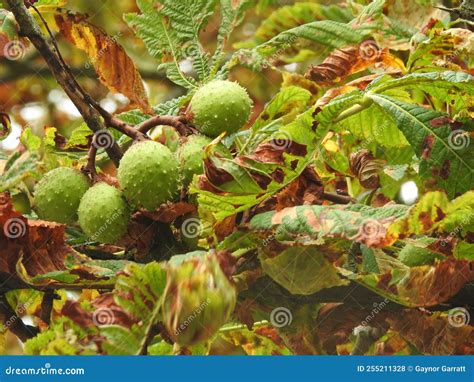 Horse Chestnut Seed Pods Growing On An Oak Tree Stock Photo Image Of