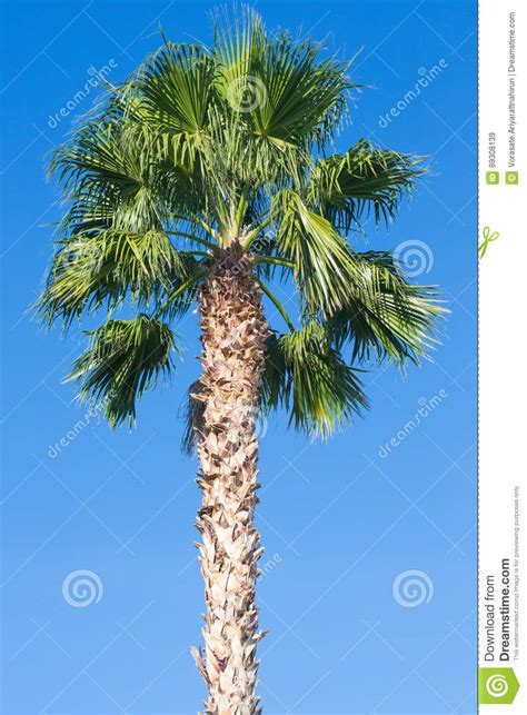 Perfect Palm Trees Against A Beautiful Blue Sky Stock Image Image Of