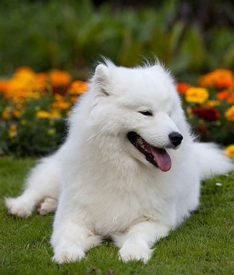 13 Favorite White Dog Breeds