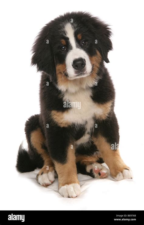 Burmese Mountain Dog Puppy Studio Portrait Stock Photo Alamy