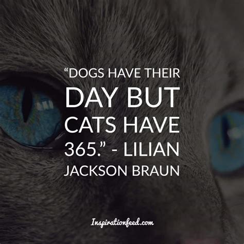 40 Precious Quotes About Cats That Will Brighten Your Day - Inspirationfeed