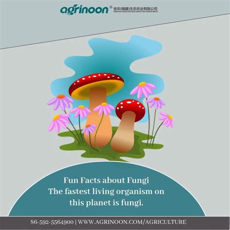 Fun Facts About Fungi Fun Facts Fungi Fun