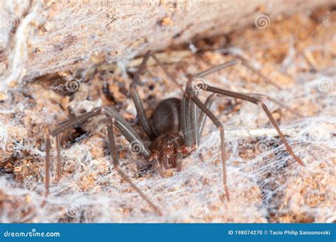 Recluse Spider On Natural Habitat Danger Poisonous Spider Stock Photo