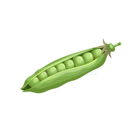 Cartoon Green Pea Open Pod With Seeds Single Vegetable Fresh Farm