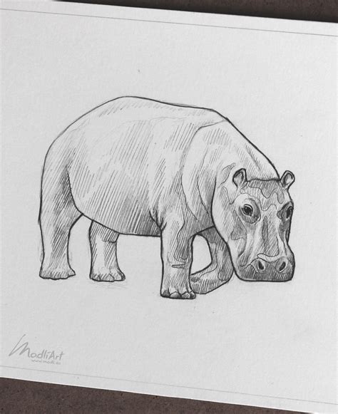 Cute Baby Hippo Doodle I Sketchbook Sketch Art I Endangered Vulnerable