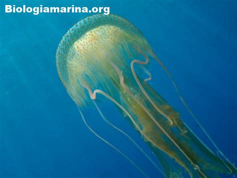 Medusa Luminosa Biologia Marina Del Mediterraneo