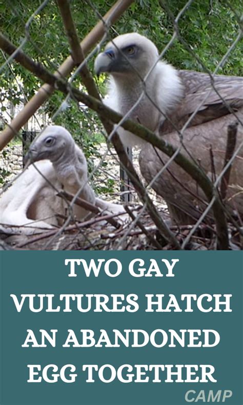two gay vultures hatch an abandoned egg together artofit