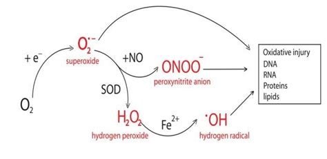 Superoxides Causing Oxidative Injuries Figure 3 Superoxide Is An