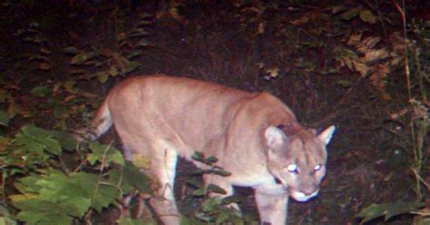 2 Cougar Sightings Confirmed In Michigan S U P