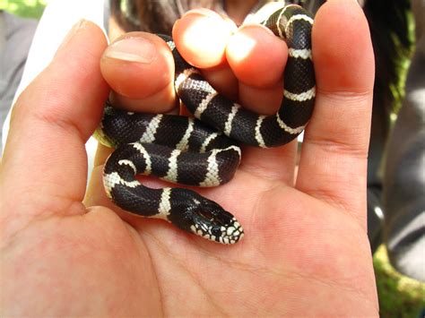 Common Kingsnake Reptiles Of Fort Bowie Nhs · Naturalista Mexico