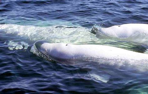 Belugas The White Whales
