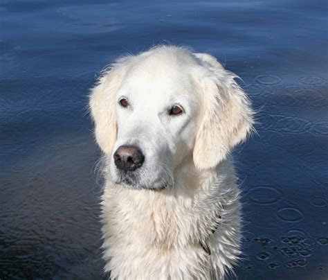 The English Golden Retriever Not A Different Breed But A