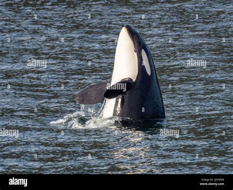 Killer Whale Or Orca Orcinus Orca Spy Hopping In Southeast Alaska