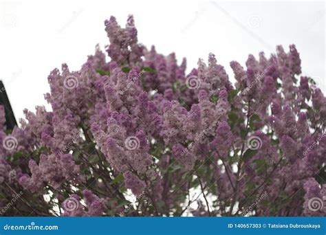 Blossoming Purple Lilacs In The Spring Selective Soft Focus Shallow