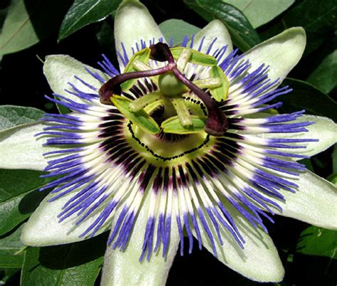 Passion Flower Blue Passiflora Caerulea Seeds