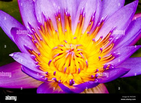 Purple Water Lily Stock Photo Alamy