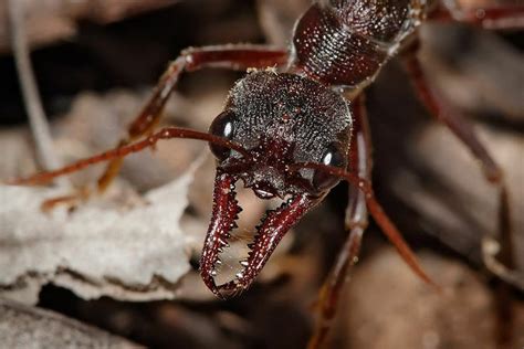Bull Ant With Its Powerful Mandibles Insect Mouthparts Insects Ants