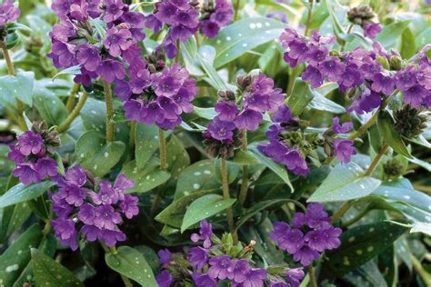 18 Deer Resistant Shade Plants That Will Brighten Up Your Garden