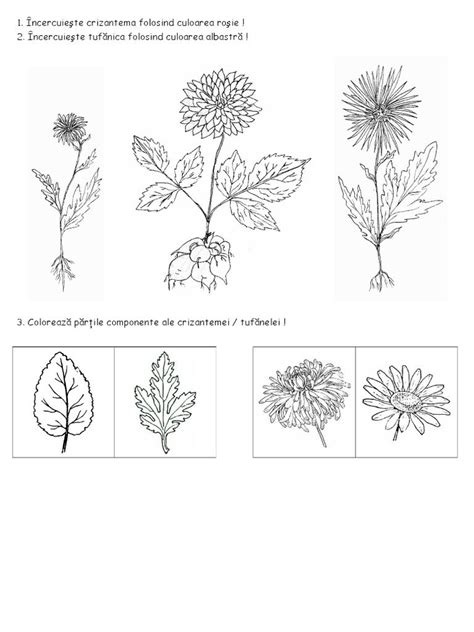 Imagini Pentru Fisa Crizantema Cu Radacina Printing