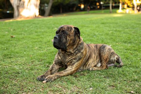 Bullmastiff Colors A Handy Guide To 5 Colors And Markings