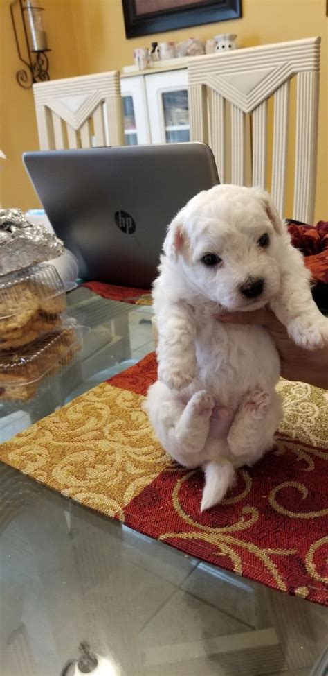27 Bichon Frise Puppies For Sale In Florida Image Bleumoonproductions