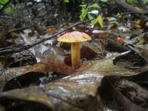 Mushrooms In Va Variety Mushroom Hunting And Identification