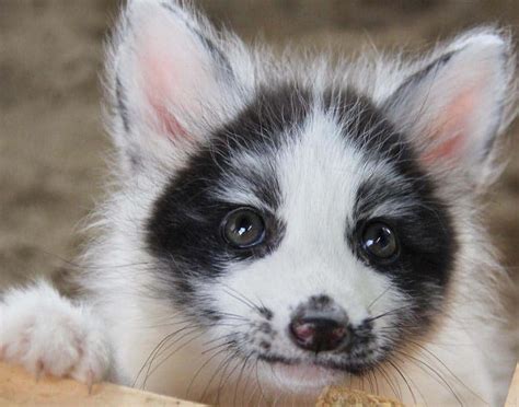 The Canadian Marble Fox Everything You Need To Know