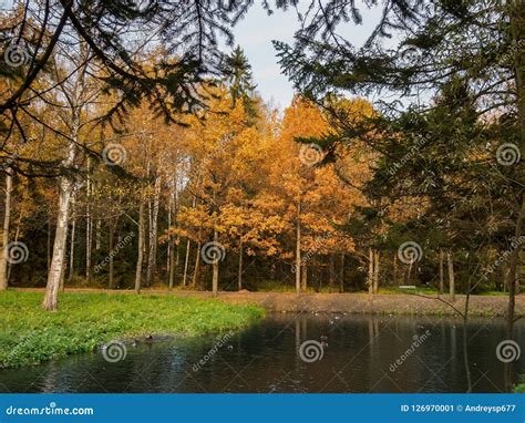 Autumn Park River Bank Autumn Landscape Stock Image Image Of