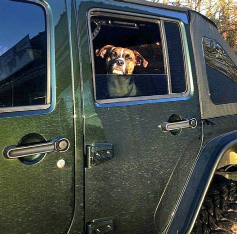 Jeepindogs On Twitter Jeep Dogs Jeep Life Instagram Photo