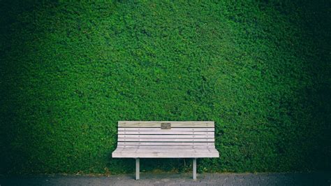 Green Leafed Plan And Wooden Bench Hd Green Wallpapers Hd Wallpapers