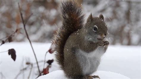 Les animaux sous la neige. Théodore l'écureuil sous la neige - YouTube