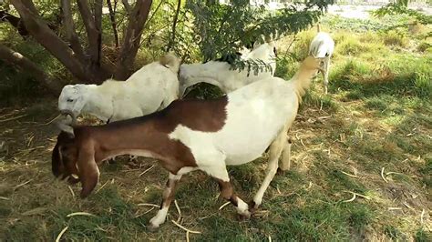 Goats In Villagerural Ordinary Goatsgoat In Pakistan Village Sindh