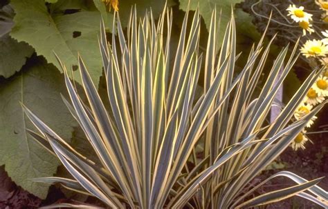 Palmlelie Yucca Filamentosa Bright Edge Plant Combineren