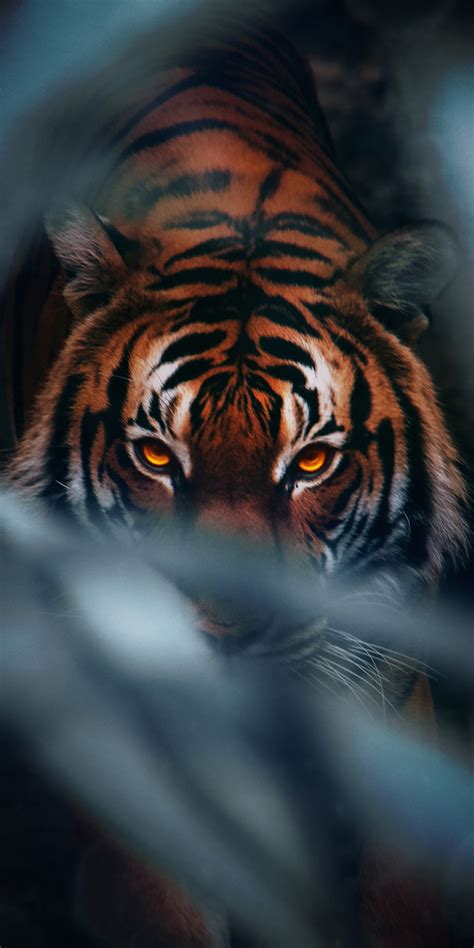 1080x2160 Tiger Face 4k One Plus 5thonor 7xhonor View 10lg Q6 Hd 4k