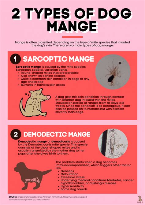 All About Mange In Dogs Disease Process And Treatment Guide Bark