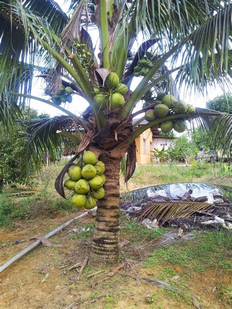 Siram anak pokok kelapa terlebih dahulu sebelum ditanam. KELAPA MATAG - PUSAT SEMAIAN AHLI PELADANG KAW PT ...