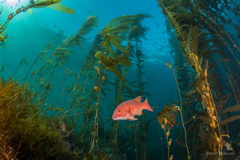 California Kelp Forest At Anacapa Island United States By Brent Durand