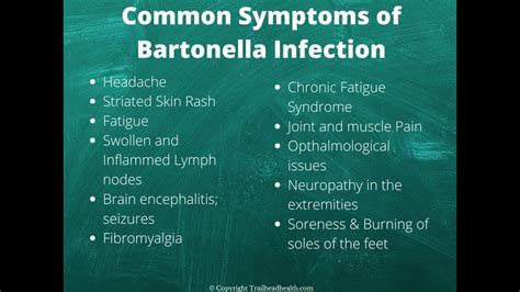 Bartonella Cat Scratch Fever Mysterious And More Common Than You