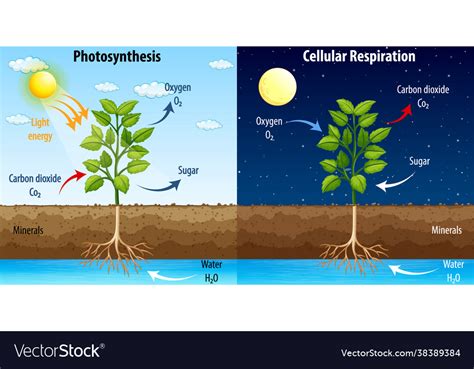 Diagram Showing Process Photosynthesis Royalty Free Vector